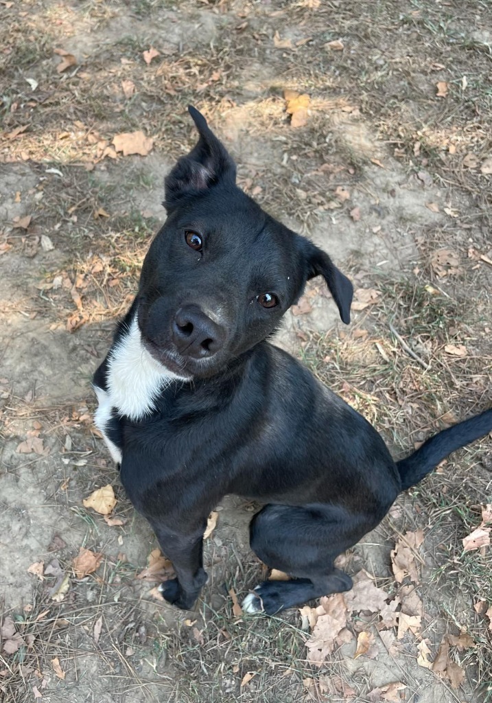 Inky, an adoptable Labrador Retriever, Spitz in Mena, AR, 71953 | Photo Image 3