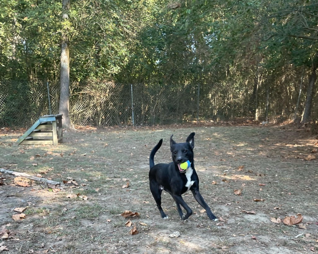 Inky, an adoptable Labrador Retriever, Spitz in Mena, AR, 71953 | Photo Image 4