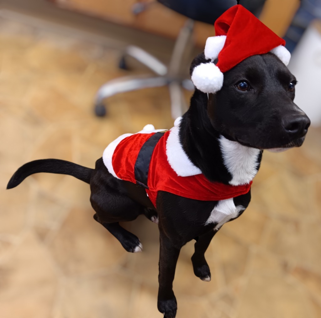 Inky, an adoptable Labrador Retriever, Spitz in Mena, AR, 71953 | Photo Image 5