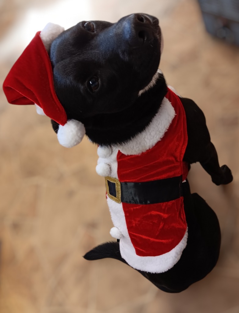 Inky, an adoptable Labrador Retriever, Spitz in Mena, AR, 71953 | Photo Image 6