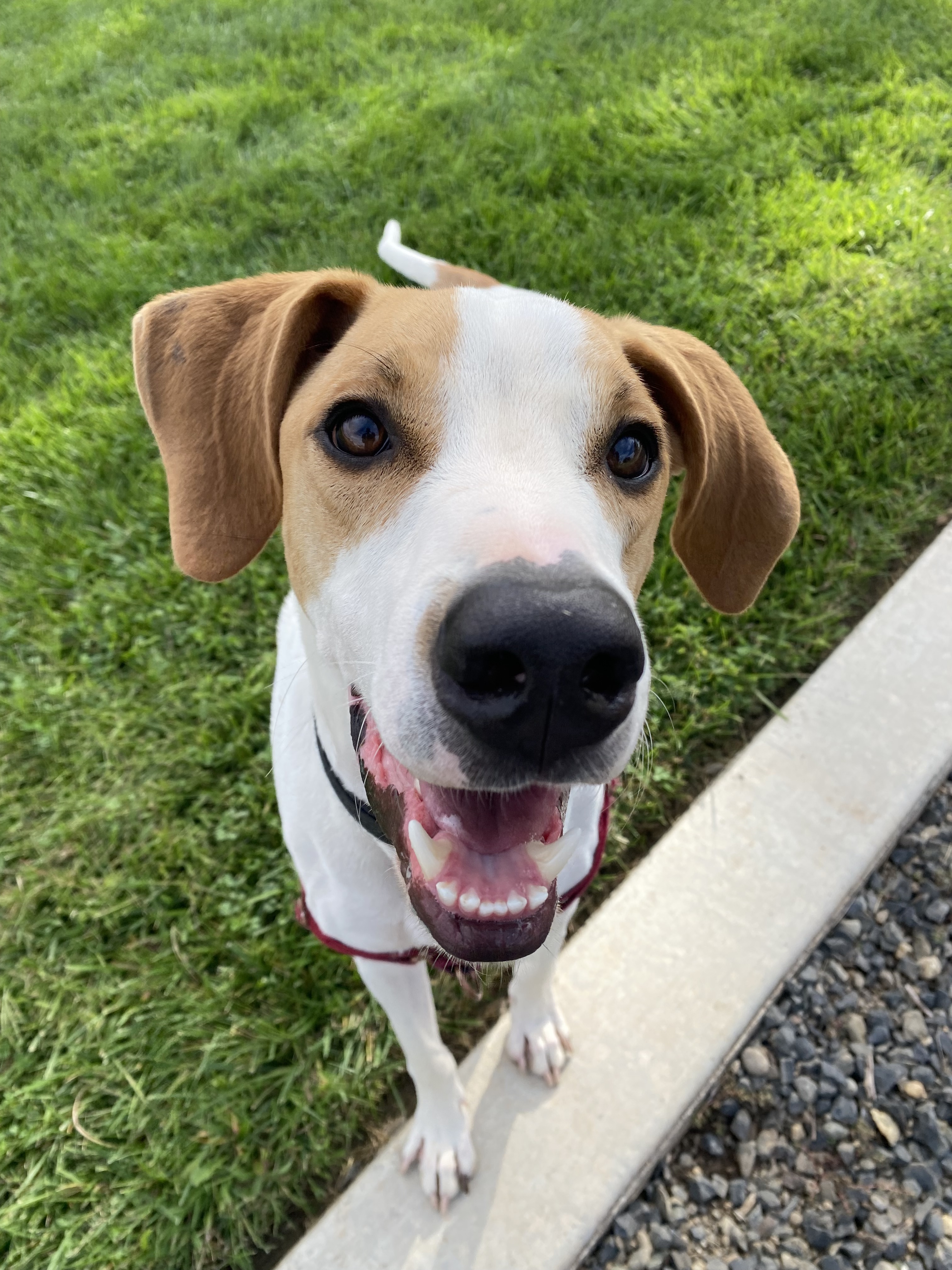 Copper, an adoptable American Foxhound in Chico, CA, 95928 | Photo Image 1
