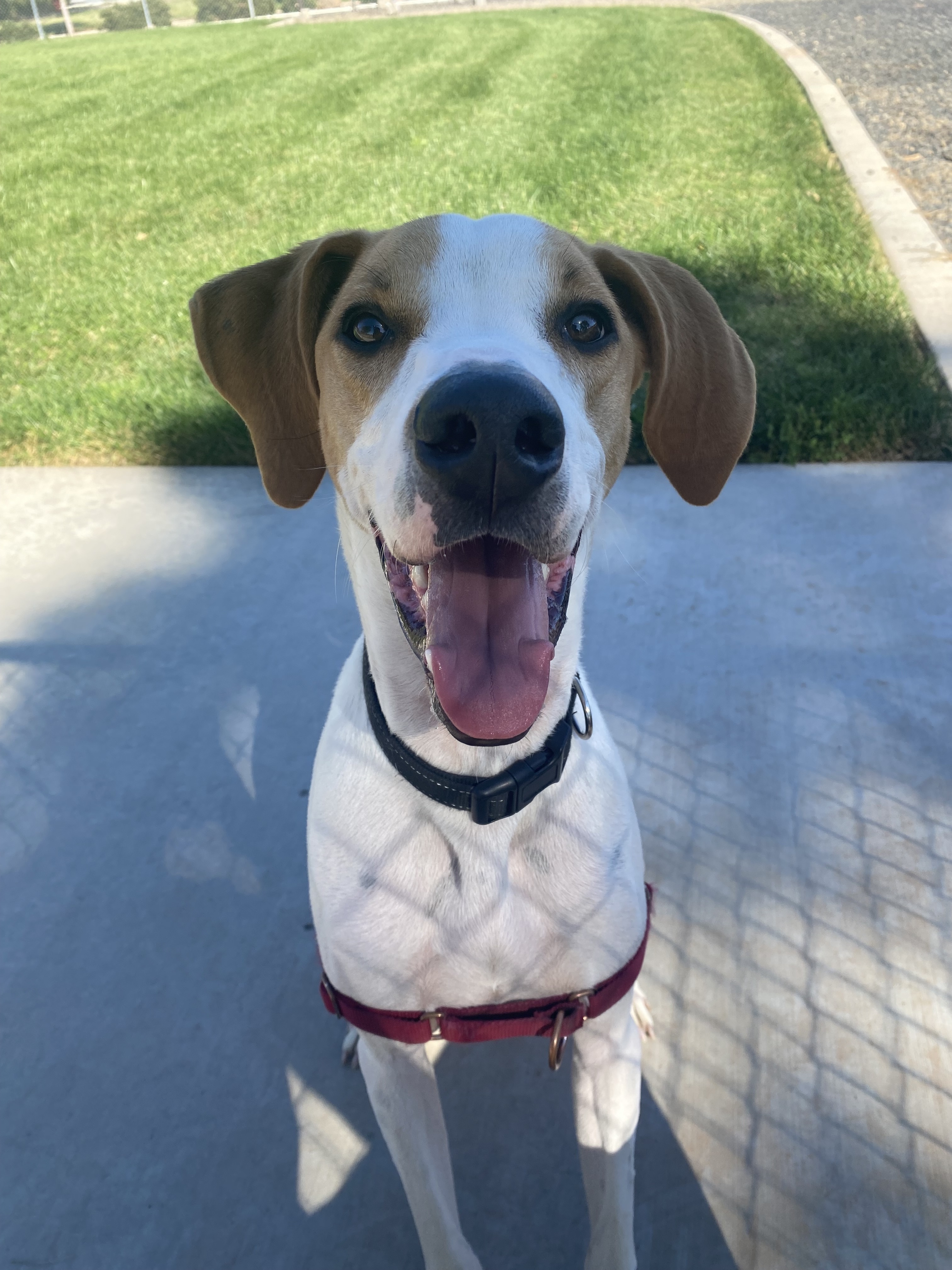 Copper, an adoptable American Foxhound in Chico, CA, 95928 | Photo Image 2