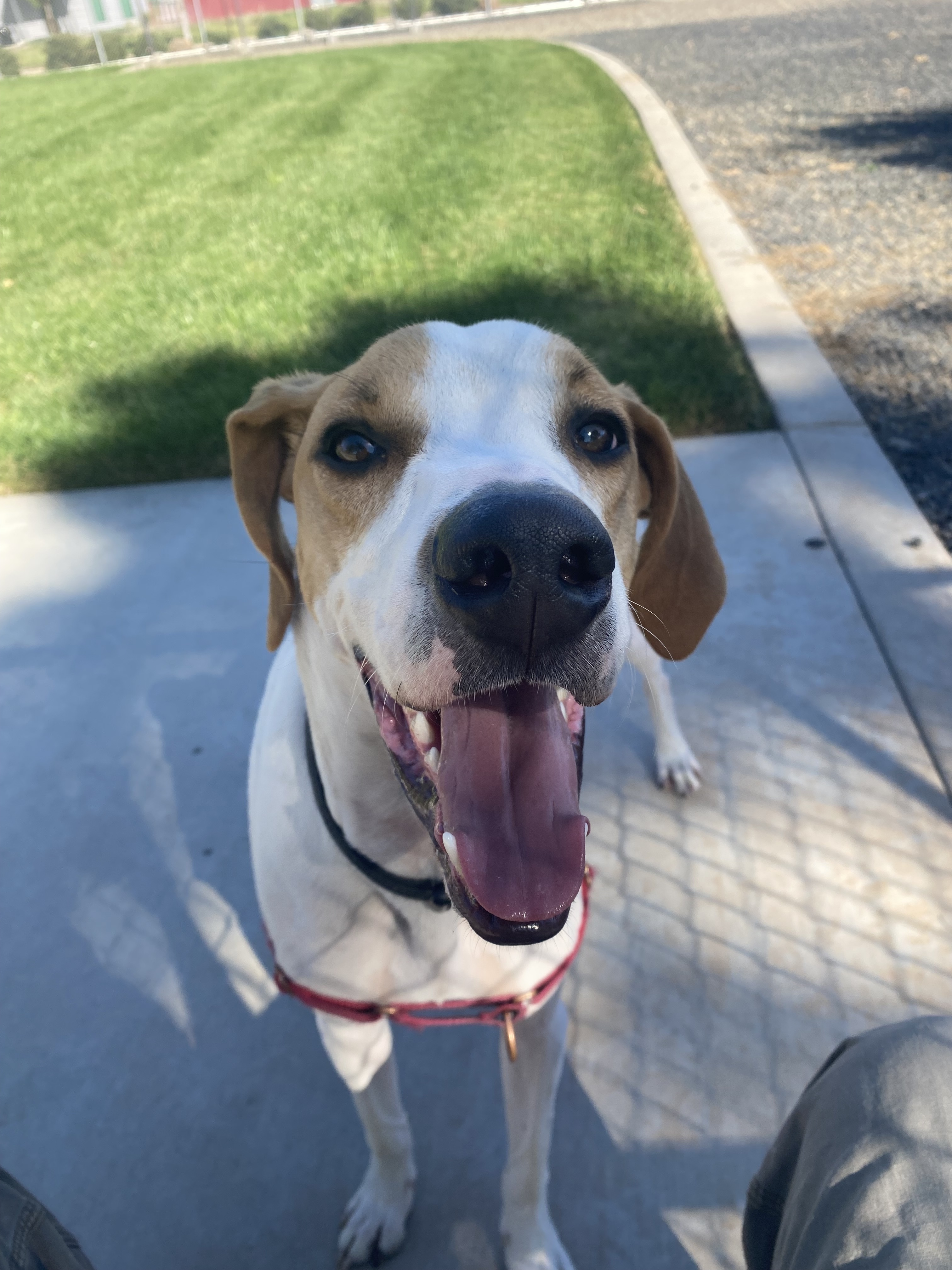 Copper, an adoptable American Foxhound in Chico, CA, 95928 | Photo Image 3