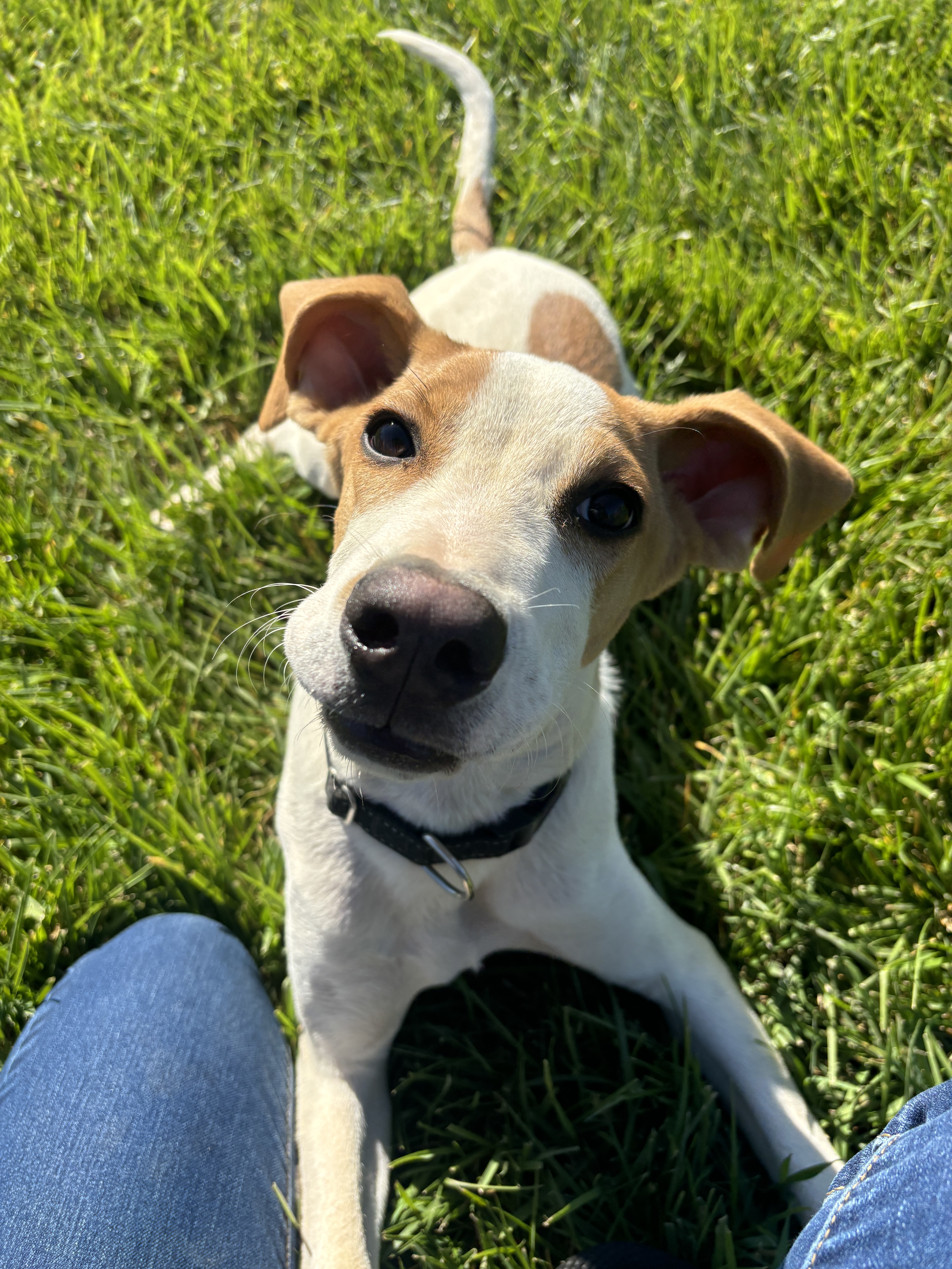 Copper, an adoptable American Foxhound in Chico, CA, 95928 | Photo Image 4