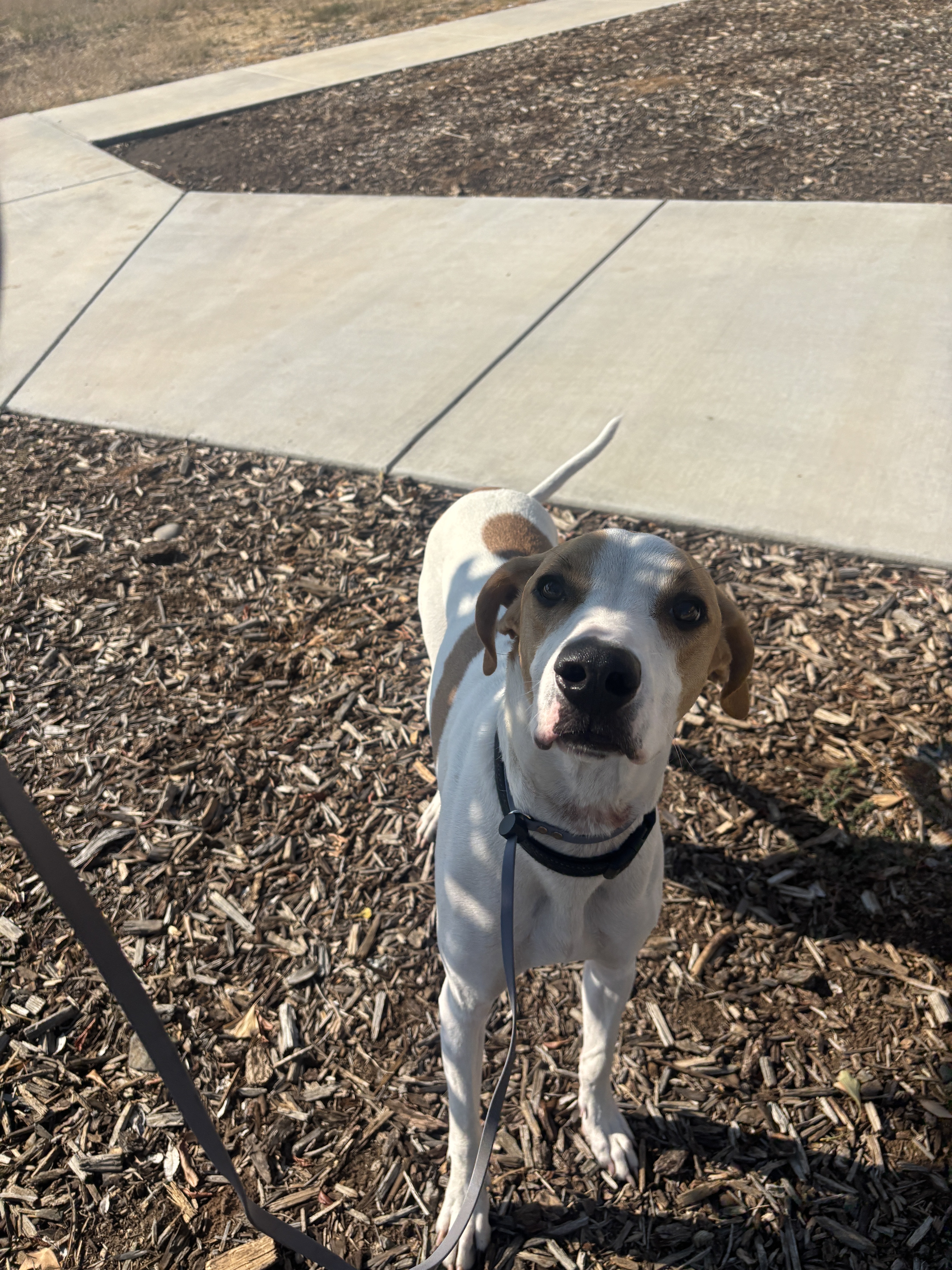 Copper, an adoptable American Foxhound in Chico, CA, 95928 | Photo Image 5