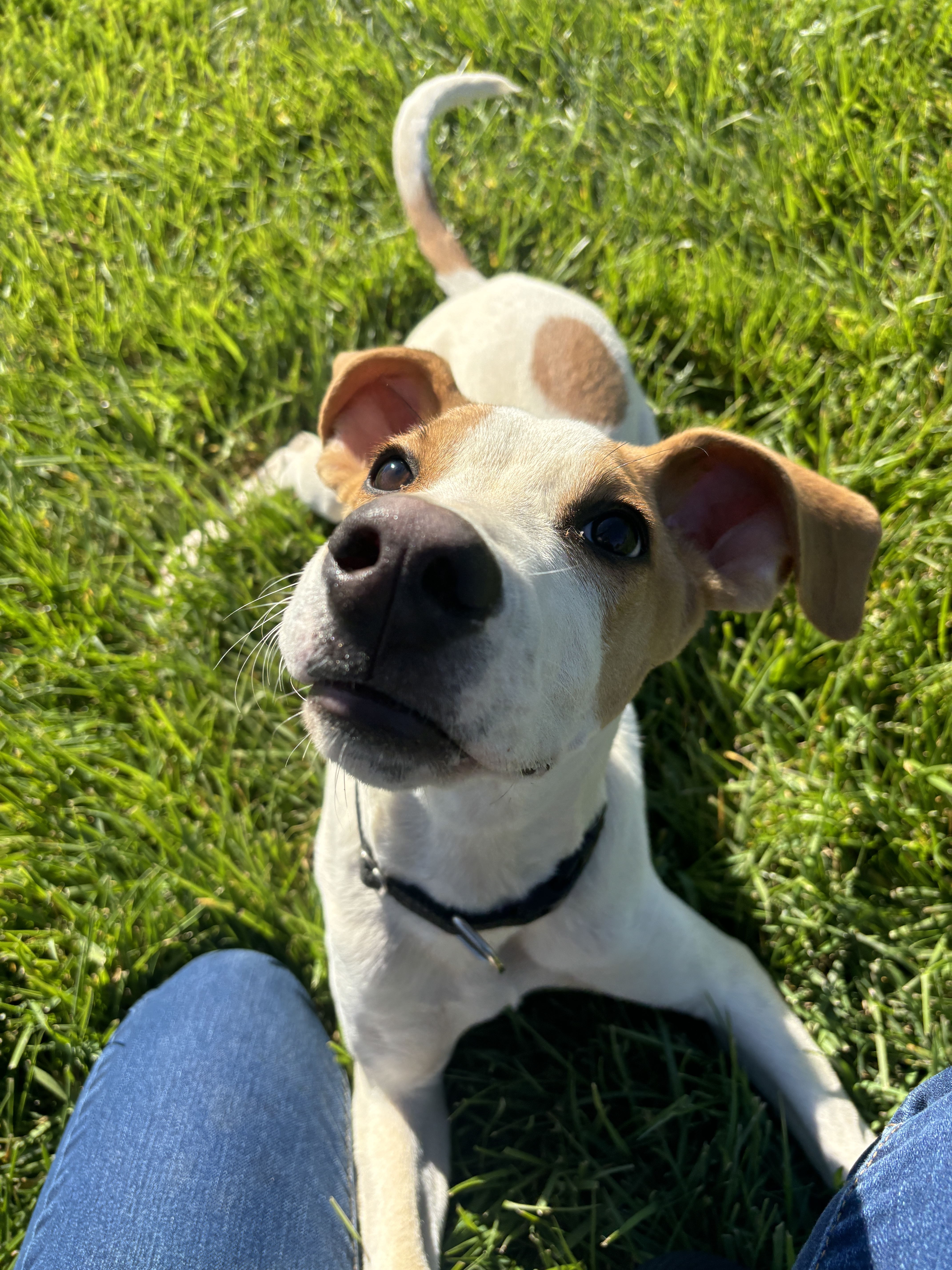 Copper, an adoptable American Foxhound in Chico, CA, 95928 | Photo Image 5