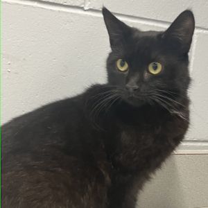 Lydia, Young Female Domestic Short Hair