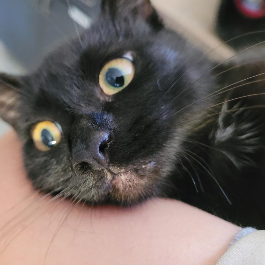 Lydia