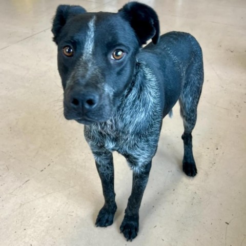 Quill, an adoptable Australian Cattle Dog / Blue Heeler in Idaho Falls, ID, 83402 | Photo Image 1