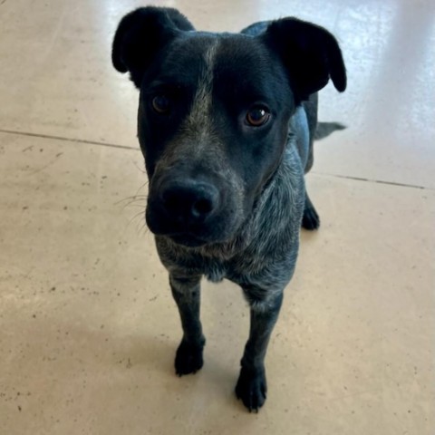 Quill, an adoptable Australian Cattle Dog / Blue Heeler in Idaho Falls, ID, 83402 | Photo Image 2