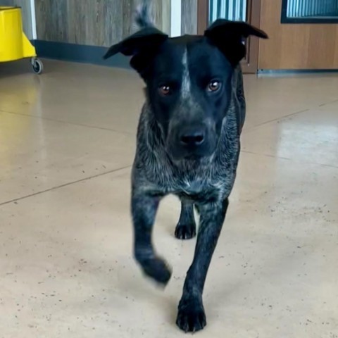 Quill, an adoptable Australian Cattle Dog / Blue Heeler in Idaho Falls, ID, 83402 | Photo Image 3