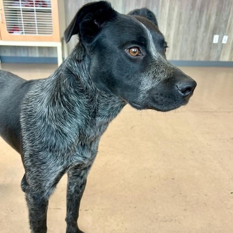 Quill, an adoptable Australian Cattle Dog / Blue Heeler in Idaho Falls, ID, 83402 | Photo Image 4