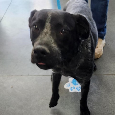 Quill, an adoptable Australian Cattle Dog / Blue Heeler in Idaho Falls, ID, 83402 | Photo Image 5