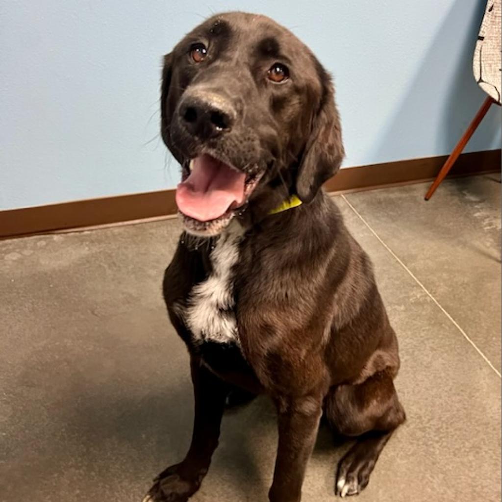 Boone, an adoptable Anatolian Shepherd, Black Labrador Retriever in Idaho Falls, ID, 83402 | Photo Image 1