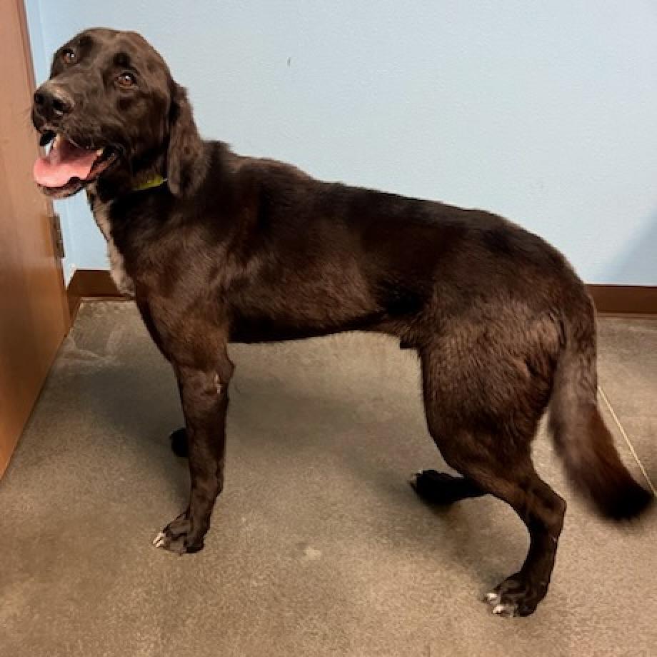 Boone, an adoptable Anatolian Shepherd, Black Labrador Retriever in Idaho Falls, ID, 83402 | Photo Image 2