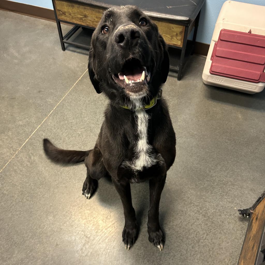 Boone, an adoptable Anatolian Shepherd, Black Labrador Retriever in Idaho Falls, ID, 83402 | Photo Image 3