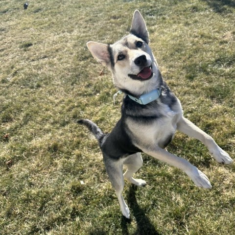 Booboo, an adoptable Mixed Breed in Bismarck, ND, 58507 | Photo Image 1