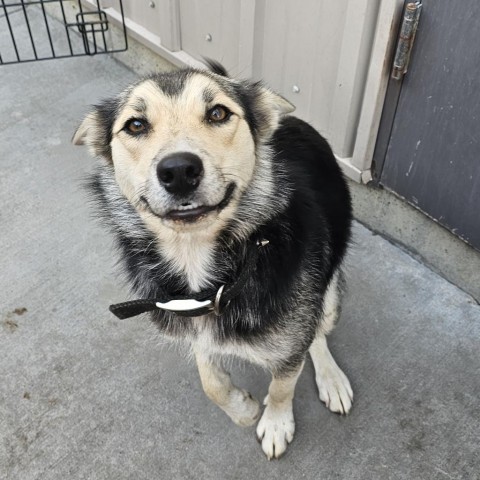 Booboo, an adoptable Mixed Breed in Bismarck, ND, 58507 | Photo Image 2