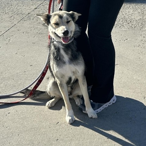 Booboo, an adoptable Mixed Breed in Bismarck, ND, 58507 | Photo Image 4