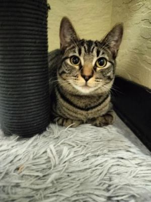 Autumn, Young Female Tabby
