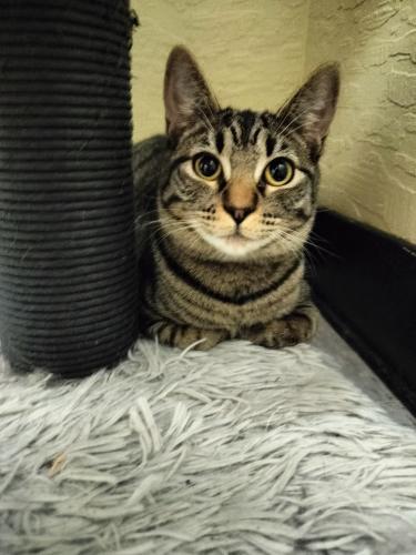 Autumn, an adoptable Tabby in Parlier, CA, 93648 | Photo Image 1