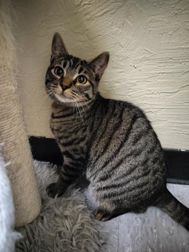 Autumn, an adoptable Tabby in Parlier, CA, 93648 | Photo Image 2