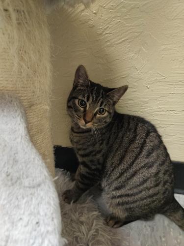 Autumn, an adoptable Tabby in Parlier, CA, 93648 | Photo Image 3