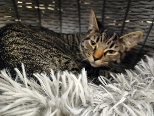 Autumn, an adoptable Tabby in Parlier, CA, 93648 | Photo Image 4
