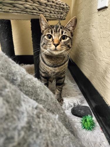 Autumn, an adoptable Tabby in Parlier, CA, 93648 | Photo Image 5