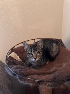 Autumn, an adoptable Tabby in Parlier, CA, 93648 | Photo Image 6