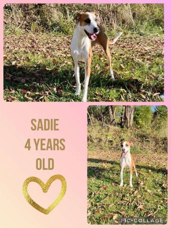 Sadie