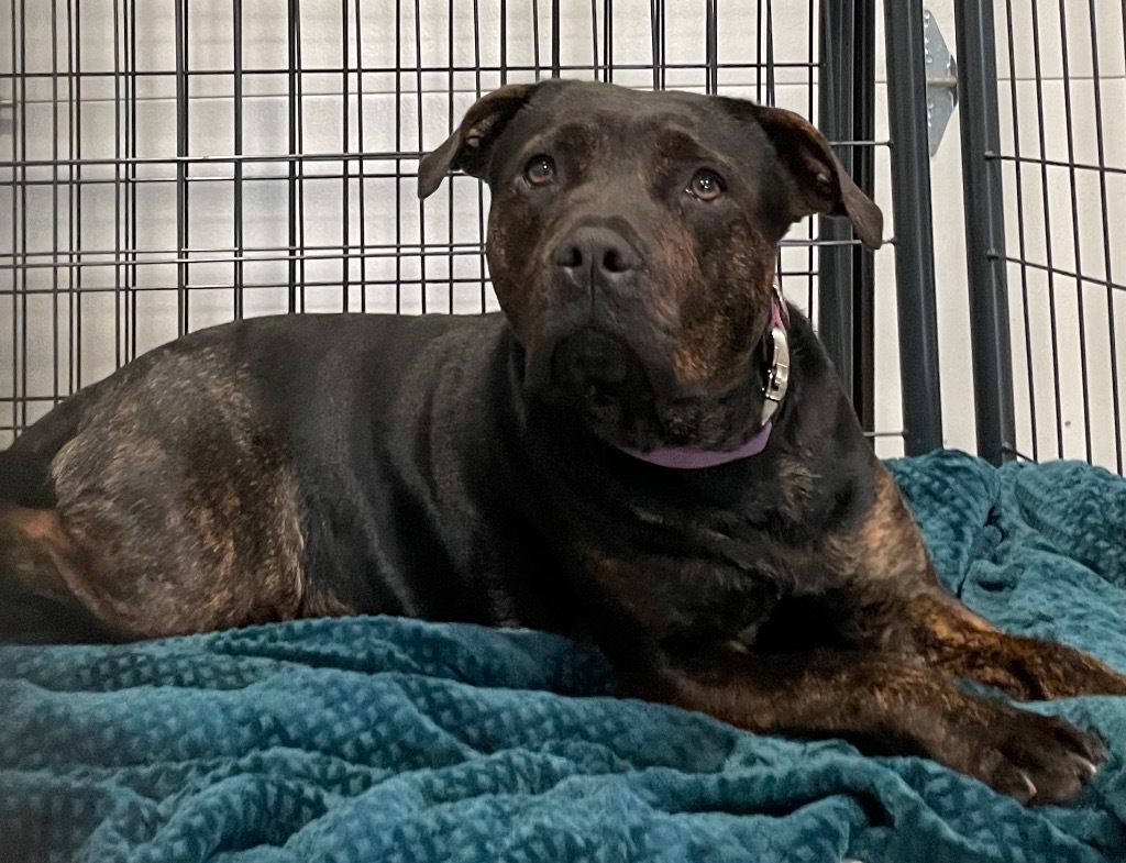 Sadie, an adoptable American Bulldog, Terrier in Ashland, WI, 54806 | Photo Image 1