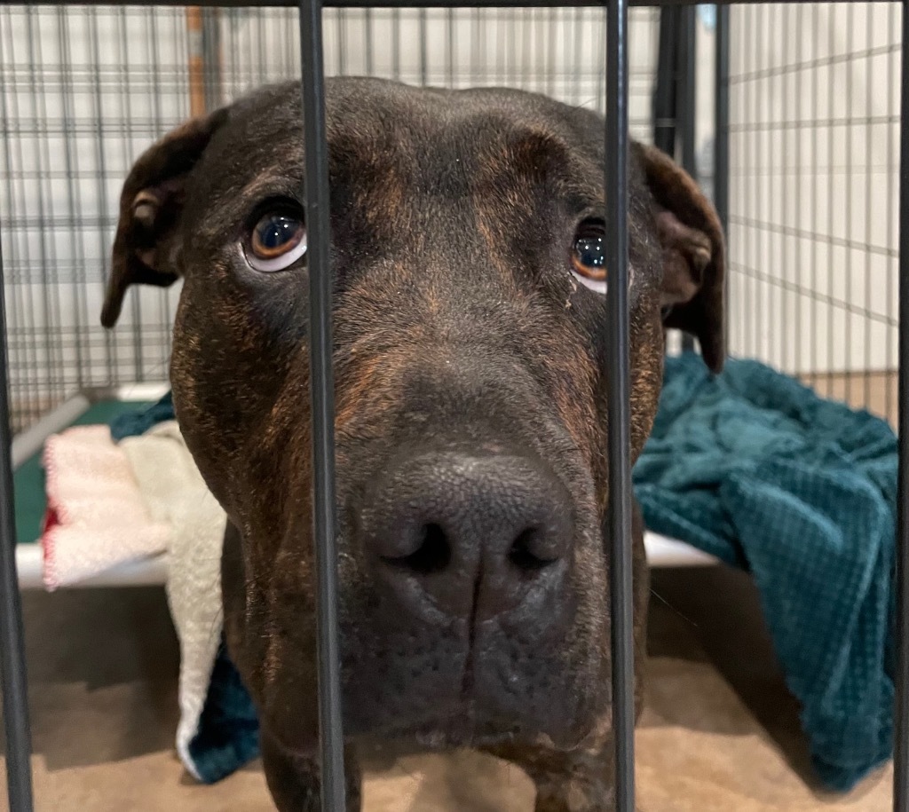 Sadie, an adoptable American Bulldog, Terrier in Ashland, WI, 54806 | Photo Image 2