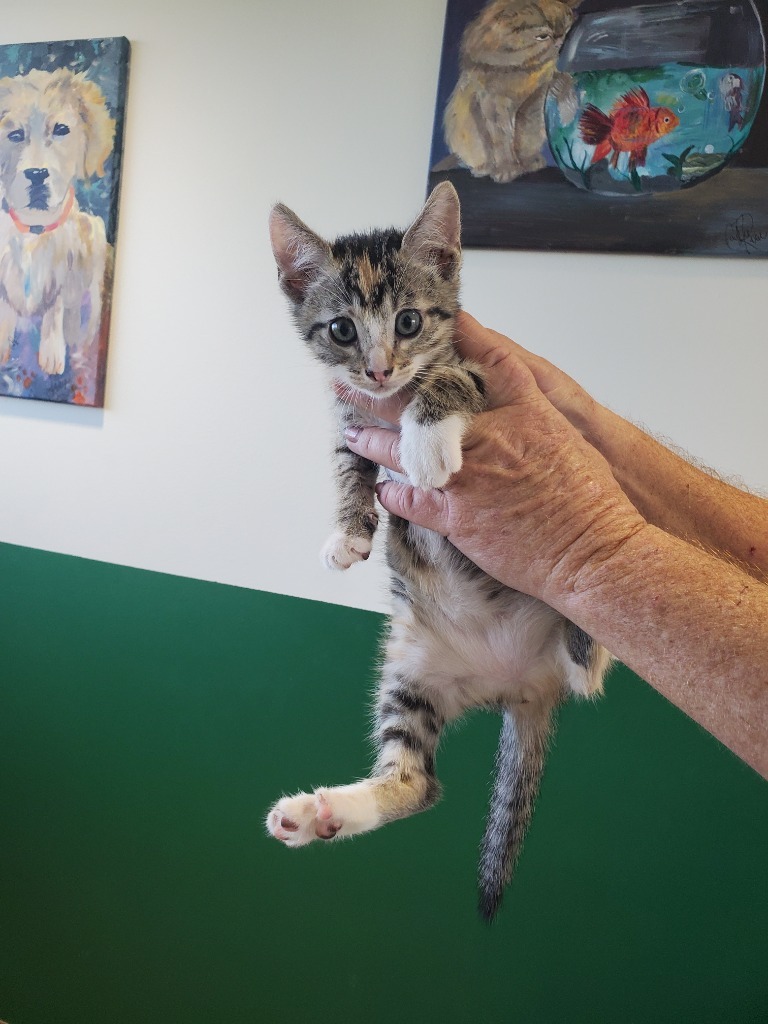 Cat for adoption Whimsy, a Domestic Short Hair Mix in Bossier City