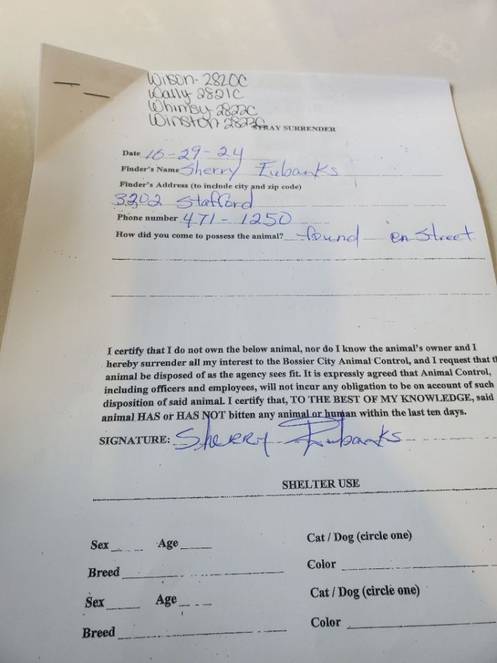 Cat for adoption Whimsy, a Domestic Short Hair Mix in Bossier City