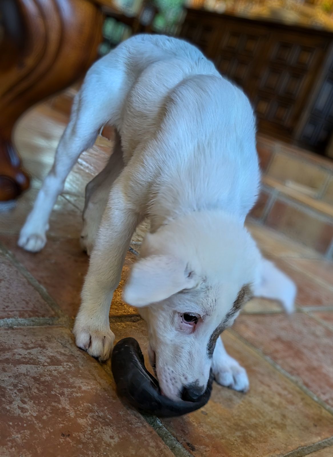 Yogi Bear of the Yogi Bear litter HTX