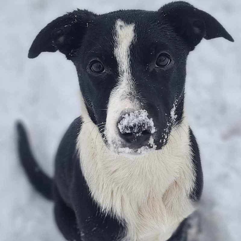 Fred, an adoptable Black Labrador Retriever, Mixed Breed in Wadena, MN, 56482 | Photo Image 1