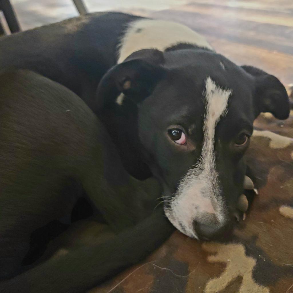 Fred, an adoptable Black Labrador Retriever, Mixed Breed in Wadena, MN, 56482 | Photo Image 2