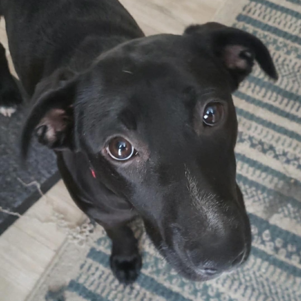 Ginger, an adoptable Black Labrador Retriever, Mixed Breed in Wadena, MN, 56482 | Photo Image 1