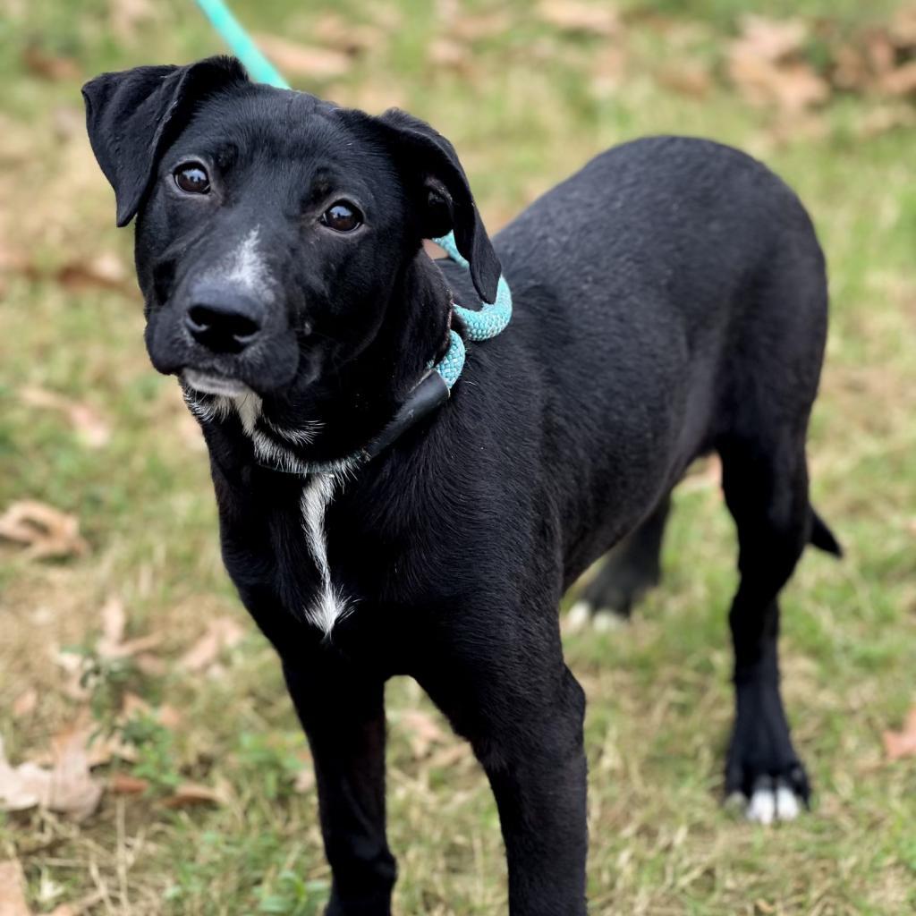 Ginger, an adoptable Black Labrador Retriever, Mixed Breed in Wadena, MN, 56482 | Photo Image 2