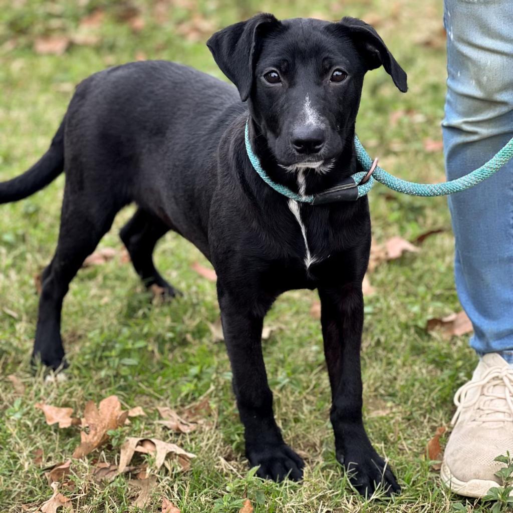 Ginger, an adoptable Black Labrador Retriever, Mixed Breed in Wadena, MN, 56482 | Photo Image 3