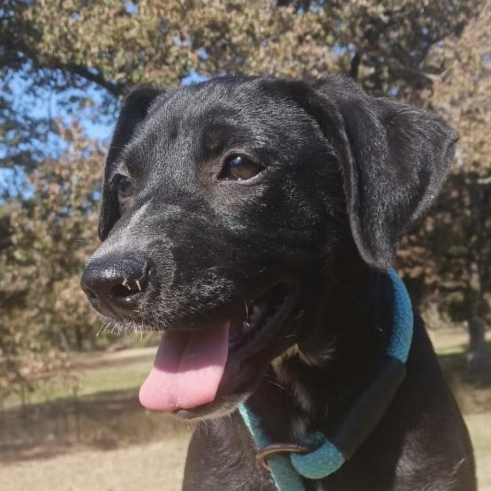 Ginger, an adoptable Black Labrador Retriever, Mixed Breed in Wadena, MN, 56482 | Photo Image 4