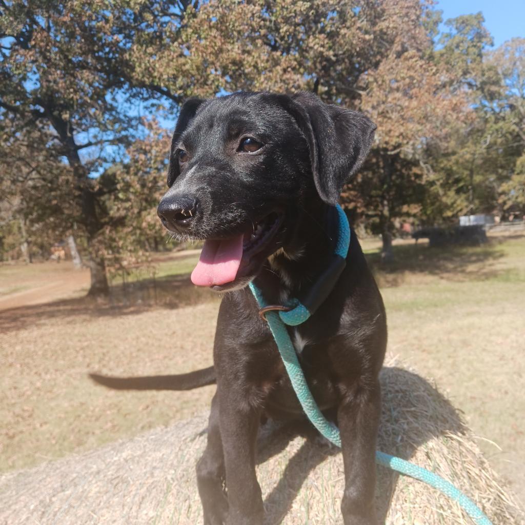 Ginger, an adoptable Black Labrador Retriever, Mixed Breed in Wadena, MN, 56482 | Photo Image 5