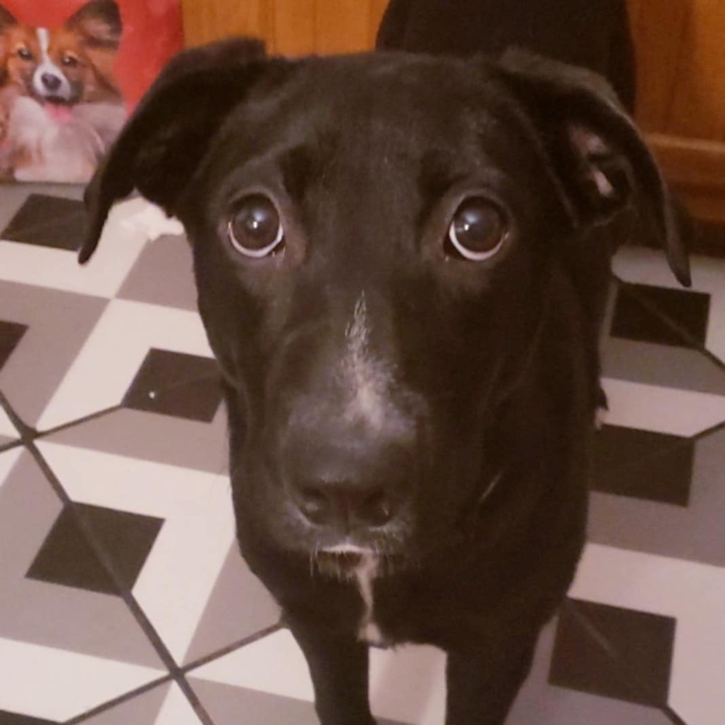 Ginger, an adoptable Black Labrador Retriever, Mixed Breed in Wadena, MN, 56482 | Photo Image 6