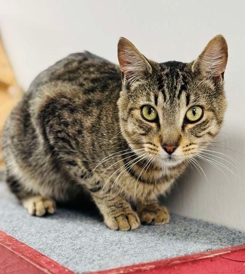 Franky Curly Decicco, an adoptable Domestic Medium Hair in Brookings, OR, 97415 | Photo Image 1