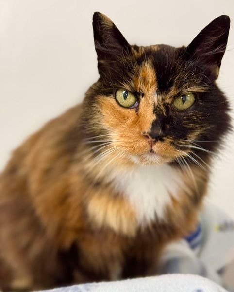 Fiona, an adoptable Domestic Long Hair in Brookings, OR, 97415 | Photo Image 1