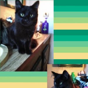 Fluffy, Adult Male Domestic Long Hair