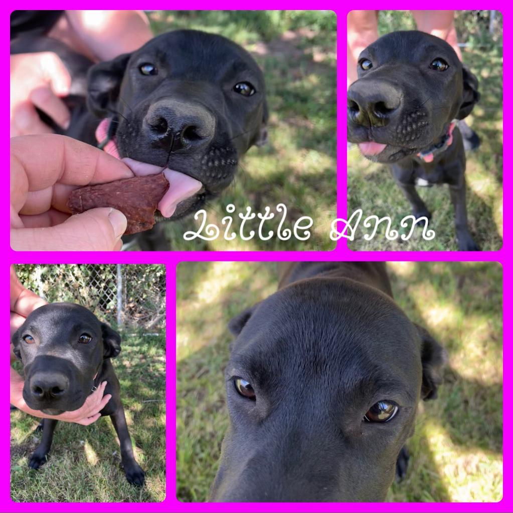 Little Ann, an adoptable Black Labrador Retriever in Idaho Falls, ID, 83405 | Photo Image 1