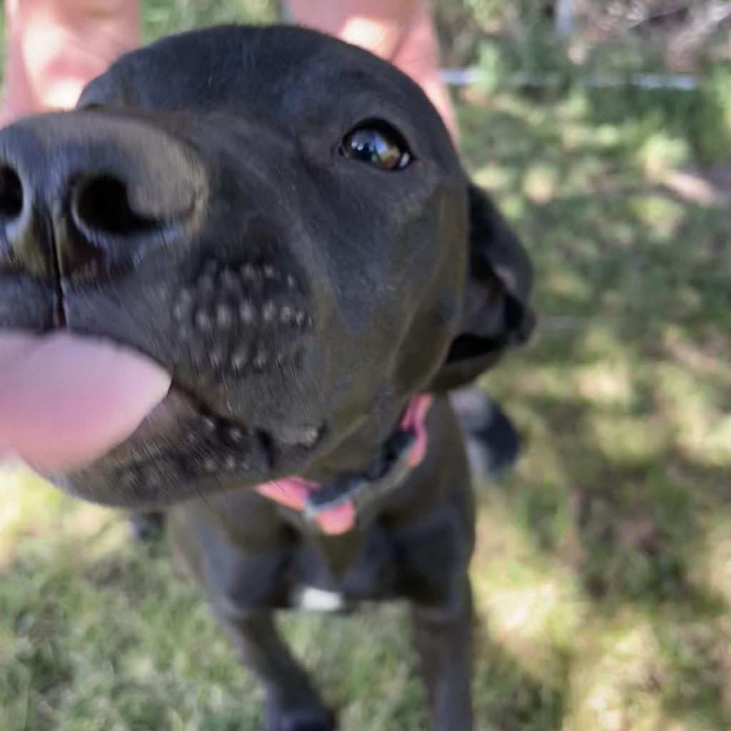 Little Ann, an adoptable Black Labrador Retriever in Idaho Falls, ID, 83405 | Photo Image 2