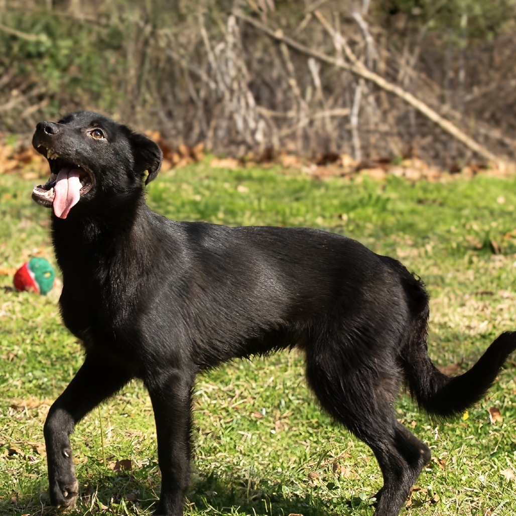 Dixie
